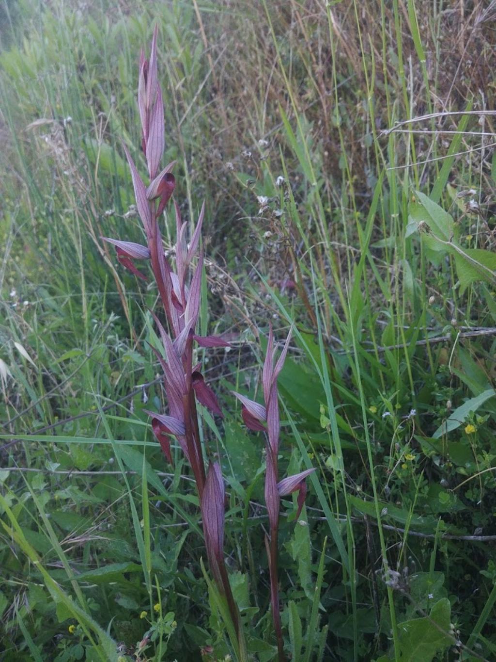 Orchidee Poggi di Monte